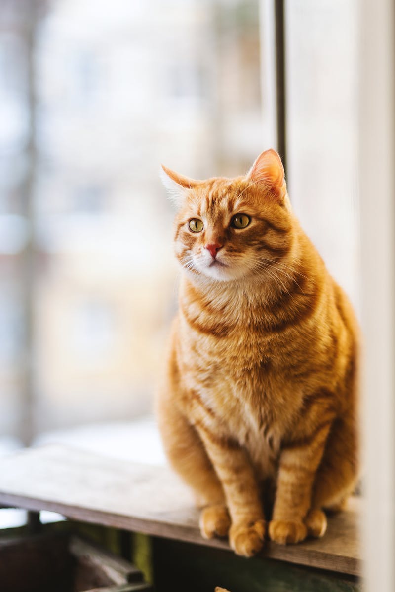 養貓之後旅行怎麼辦？寄養和 Pet Sitter 選擇分享